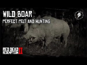 RDR2 - Wild Boar Perfect Pelt and Hunting Guide