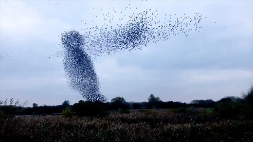 Bird of prey attacks 'mesmerising' murmuration