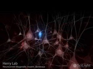 Prefrontal PV Interneurons In Fear Behavior