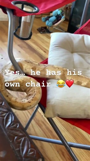 Ball python takes over living room