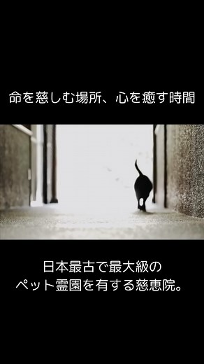 慈恵院・付属多摩犬猫霊園（ペット火葬・ペット葬儀・ペット霊園） | 慈恵院 命を慈しむ場所、心を癒す時間 日本最古で最大級のペット霊園を有する慈恵院。 ここは動物たちの命に深く感謝し、その存在を永遠に心に刻むための特別な場所です。 愛する家族であるペットたちのために、静かで穏やかな祈りの場が広がっています。... | Instagram