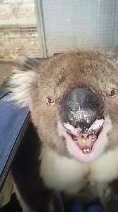 Ever wanted to see a koalas teeth. Check Scar's chompers out (with the sound on to hear his roar). | Southern Koala and Echidna Rescue Ltd