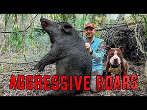 Hunting some of the MOST AGGRESSIVE HOGS!