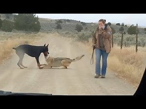 THE COYOTE ATTACKED THE WRONG DOBERMAN AND SEE WHAT HAPPENED
