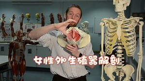 女性外生殖器（阴蒂）组织解剖Anatomy of the erectile tissues of the female external genitali