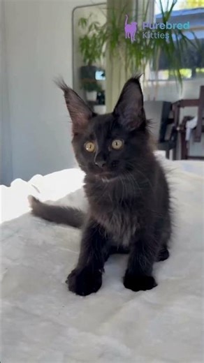 Meet Doc: Rare Black Maine Coon Kitten 😻 Stunning Lynx Tips & Golden Eyes! #MaineCoon