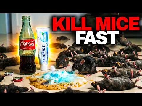 New Technique to Kill All Mice Using Toothpaste and Coca-Cola — Gone Overnight!