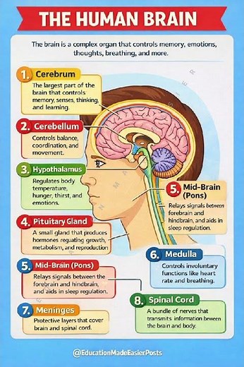 Human Brain Anatomy Made Simple | Learn Brain Parts & Functions Fast