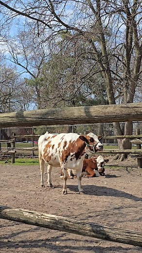 cows are close by and ruminate | Roopnarine Sitaram