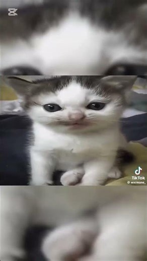 The Best Cats🐱 #contentcreator #viral #trend #gg #edit #editing #gatos #gato #funk #vecna