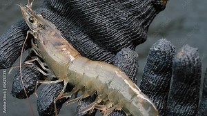 Shrimp breeder sizing check for strength Gourmet healthy food, sea or ocean animal