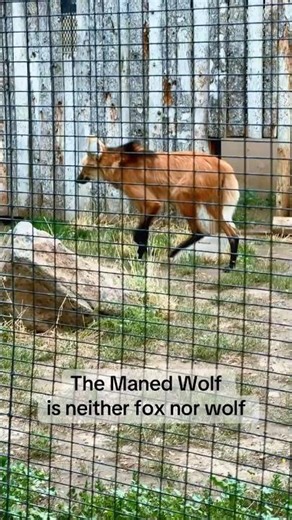 The Maned Wolf is neither fox nor wolf