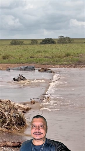 The zebras were sucked into the water out of nowhere.