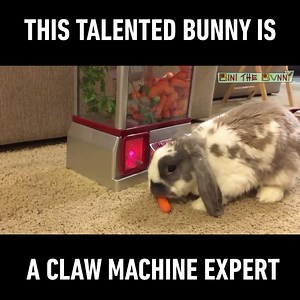2.6M views · 5.2K reactions | A hard-working bunny who actually works for his food! 凌 Credit: Bini the Bunny  | 9GAG | Facebook