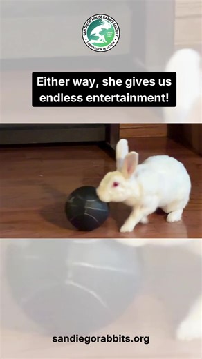 Bunny Training for the Basketball League: Adopt Toki!