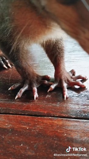 Explorando la fauna de Costa Rica: Zarigüeya y Zorro Pelón