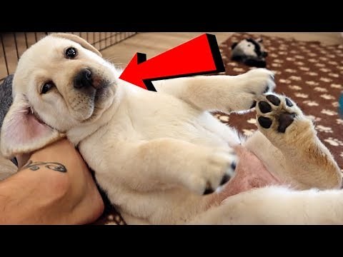 WORLDS CUTEST LABRADOR PUPPIES??!
