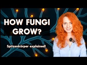 Spitzenkorper: How Hyphae Grow.