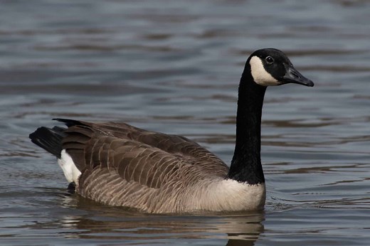 14 types of Geese & Swans found in California! (2026)