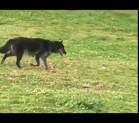 Wolf vs German Shepherd: Size Comparison, Fight, and More