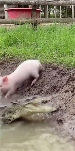Pig Drinks Water… Then an Alligator Attacks!