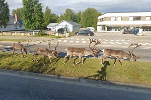 Santa Claus's Reindeer and 5 More Oddities Spotted on Google Maps