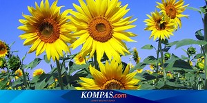6 Cara Menanam Biji Bunga Matahari di Kebun Rumah