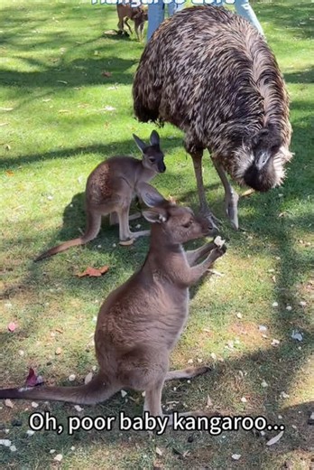 Adorable Kangaroo Moments That Will Make You Smile