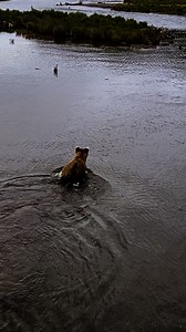 Only 8 days left on our Katmai bear viewing tour for the 2025 season! We time this tour to align with the peak salmon run for optimal bear viewing so it only runs one month of the year. As Katmai is one of the most popular brown bear viewing locations in the world, space is extremely limited. Give our office a call at 907-243-1595 for availability. | Rust's Flying Service