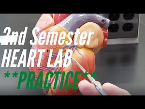 A&P Practice: Second Semester Lab #1, Heart, Coronary Vessels, ECG and Sheep Heart Dissection