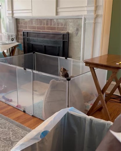 31K views · 1.6K reactions | Farrow’s head tilt is back so she’s on antibiotics for a presumed inner ear infection. Could this be the cause of her wobbles instead of CH? It’s a possibility. Her toxoplasmosis test came back negative. Also, despite her balance issues, Farrow learned to climb her hut bed and has nearly escaped several times today.  She does this when she wants her bottle. Coming to get it her own damn self. The girl is quite determined. | Kitkat Playroom | Facebook