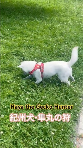 紀州犬・隼丸の狩り｜Haya the Gecko Hunter