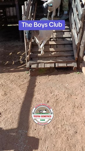 Exploring the Joy of Sheep Farming