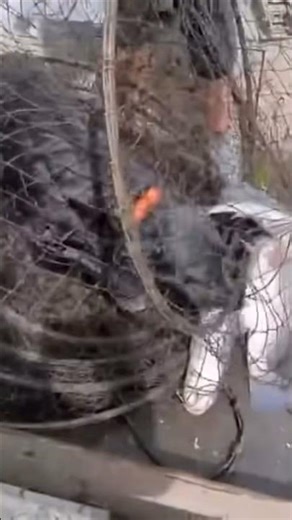 CATCHING CATFISH AND A DOG #fishing #viral #louisiana #shorts #dog #fun