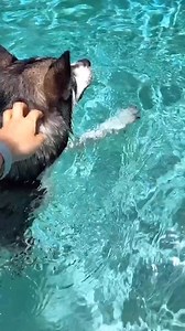 2.2K views · 101 reactions | We finally taught our husky how to swim #husky #huskypuppy #huskylove #huskylife #huskies #huskiesofinstagram #huskiesofinsta #huskiesofig #huskysiblings | The Moriarty Family | Facebook