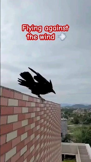 Crow Stuck in the Air? Optical Illusion of a Crow Flying Against Strong Wind #short #crow #birds