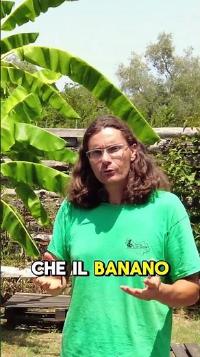 The True Origin of the Banana: It’s Not Where You Think 😜 | WATCH THE FULL VIDEO