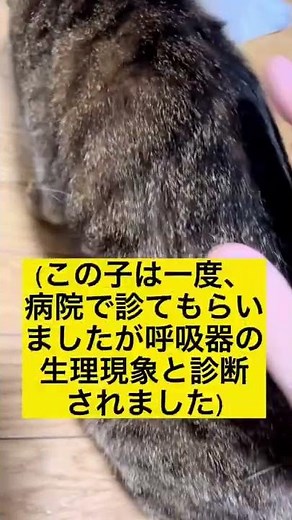 猫がする咳の原因と思われる病気一覧#shorts