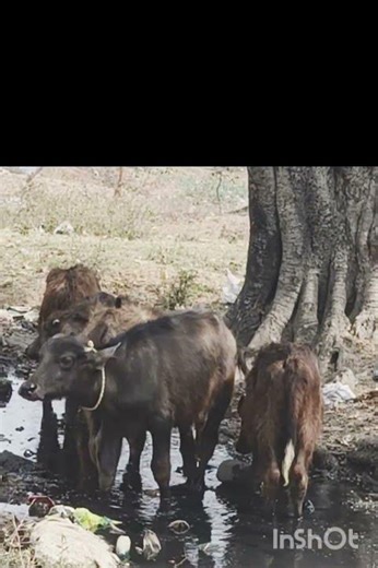 Animals Life#Biodiversity #nature