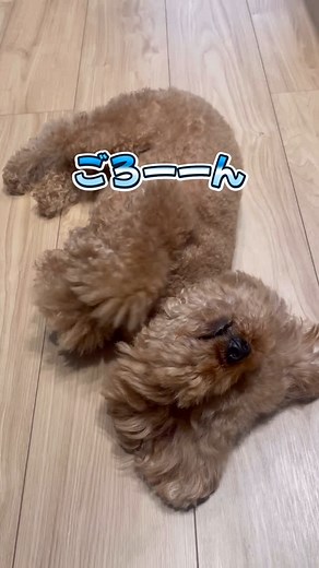 ポンちゃん on Instagram: "2025.08.31 エンドレスごろーーーん🌀 #得意芸披露 #イヌスタグラム #いぬすたぐらむ #わんすたぐらむ #ポンスタグラム #いぬのいる暮らし #いぬのいる生活 #いぬのきもち #犬好きな人と繋がりたい"