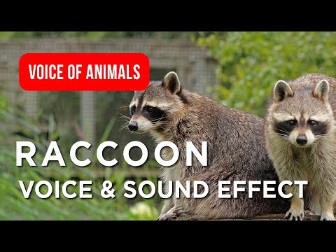 Raccoon Voice & Original Sounds for Kids, Learn About Raccoons 🦝✨ Close-Up #animals #wildlife #birds