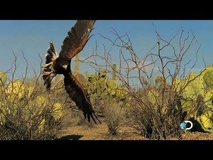 North America Sneak Peek! | North America