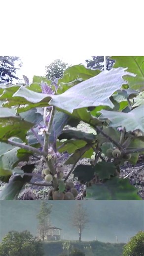 Familia Natural 😇🌳😈 Natural Family | Vacaciona Realmente + Really Vacationing | -Dx3 -