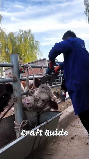 Hoof Trimming a Cattle 🐄