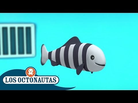 Los Octonautas Oficial en Español - El pez bandido | Compilación