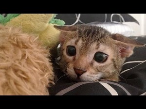 TRY TO RESIST LAUGHING - Funniest ANIMAL fails & moments