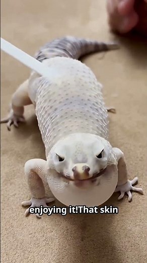 Leopard Gecko Shedding Facts🦎 #shorts #gecko