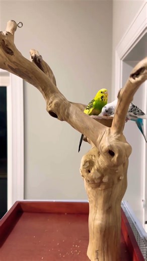 Kiwi & Sugar Got a New Java Tree( parakeets)