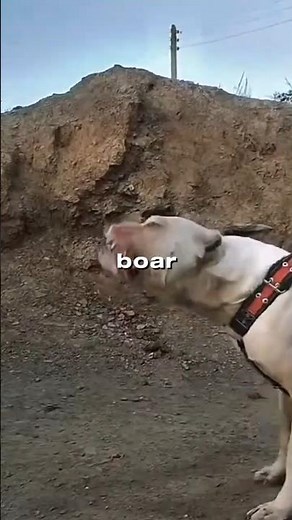 3 Fearless Dogs That Aren’t Afraid of Bears