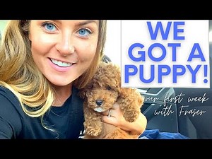 WE GOT A PUPPY! Our first week with toy poodle Fraser